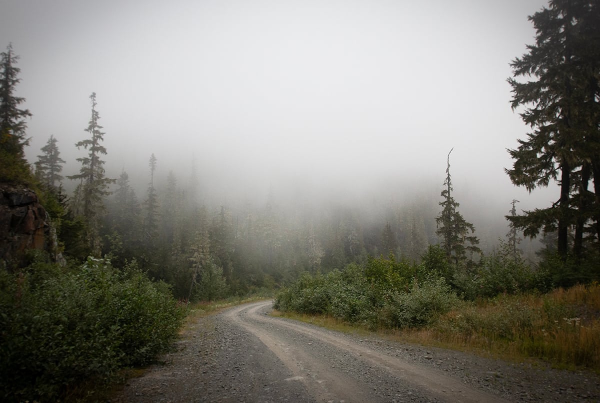 A gravel road lined with cedar trees disappears into the mist.