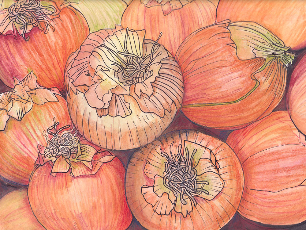 A vibrant close-up watercolour illustration of round onions in vibrant light brown and yellow tones.