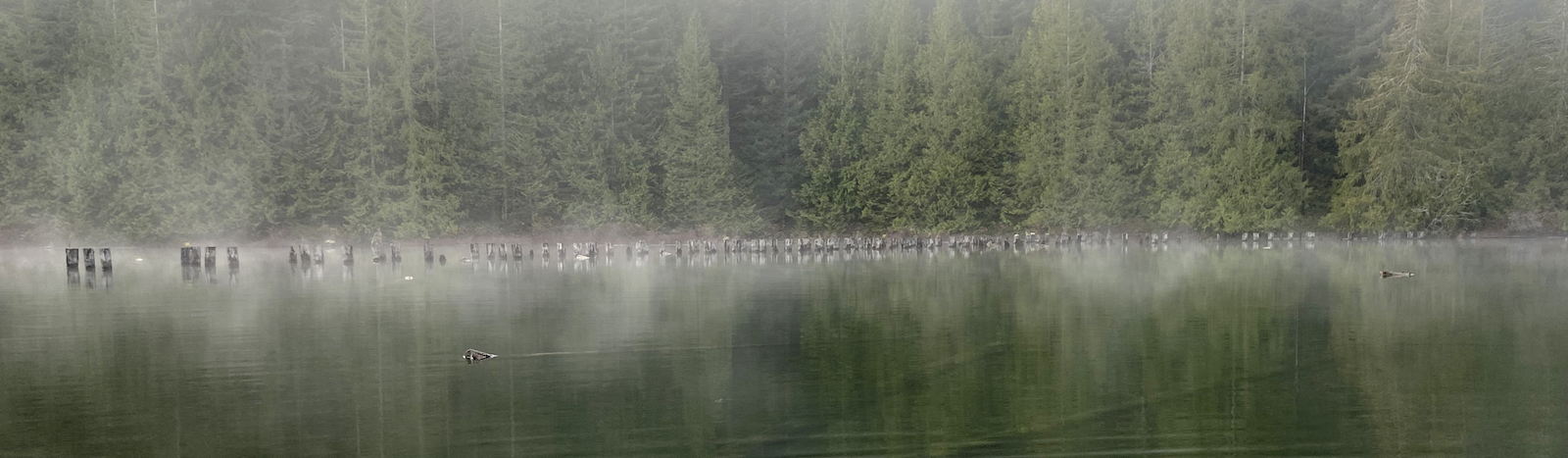 Dozens of evenly spaced, cylindrical wooden poles jut out of the clear, calm water in a foggy lake.