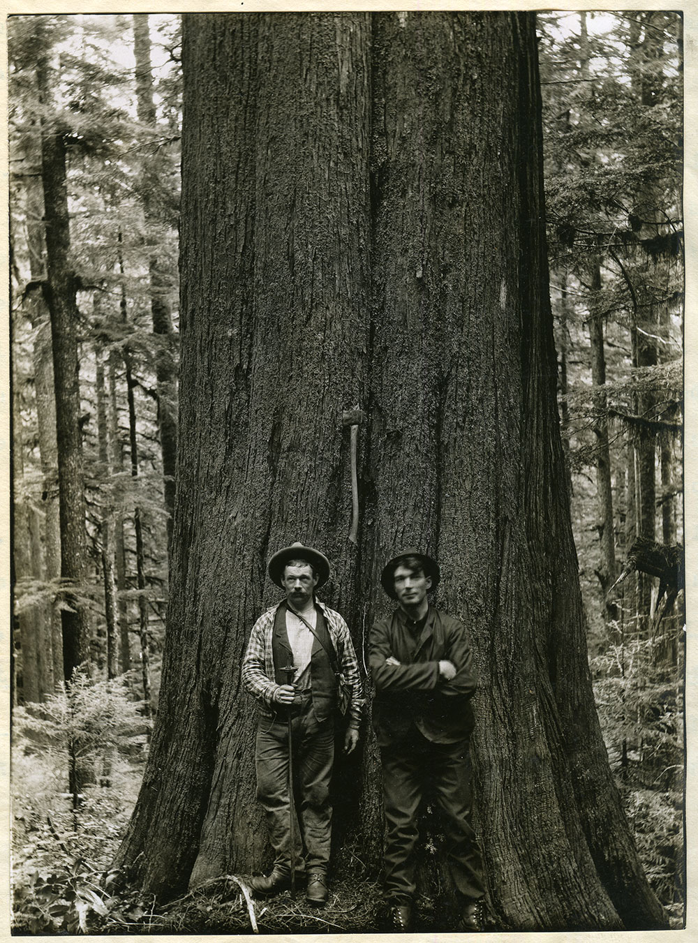 A black and white photo of two men in hats standing in front of a giant cedar tree in a large forest.