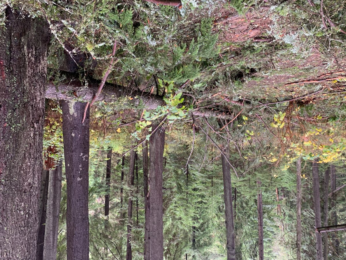 A fallen coniferous tree lies across the frame at a diagonal angle. Around it are stands of trees of various age; some are smaller saplings and some are so tall that their tops are out of the frame.