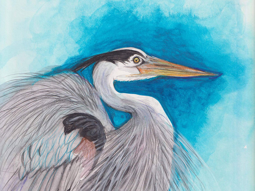A watercolour illustration of a blue heron features a bright blue background and a close-up depiction of an elegant great blue heron facing the right of the frame.