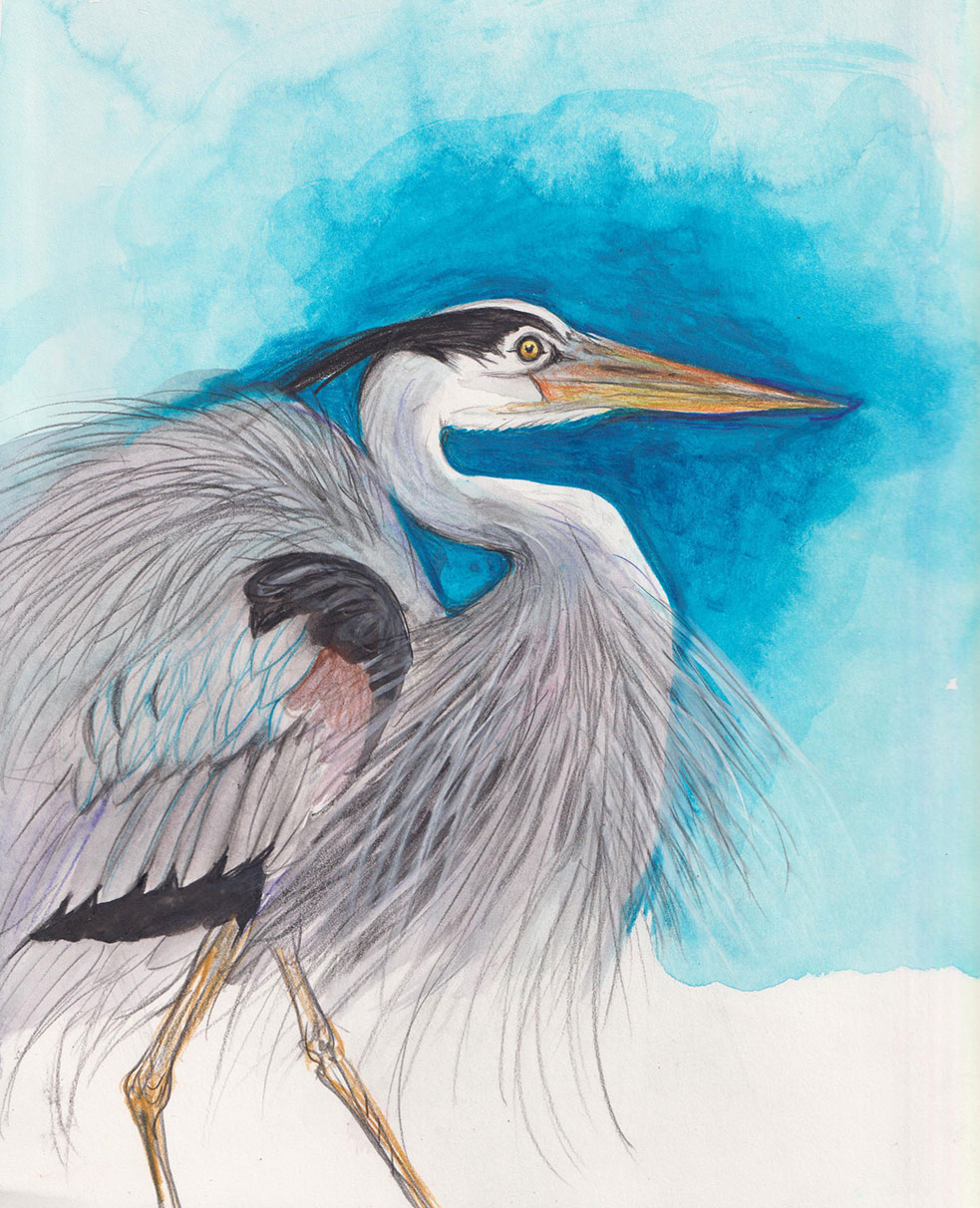 A watercolour illustration of a blue heron features a bright blue background and a full-body depiction of an elegant great blue heron standing, facing the right of the frame.