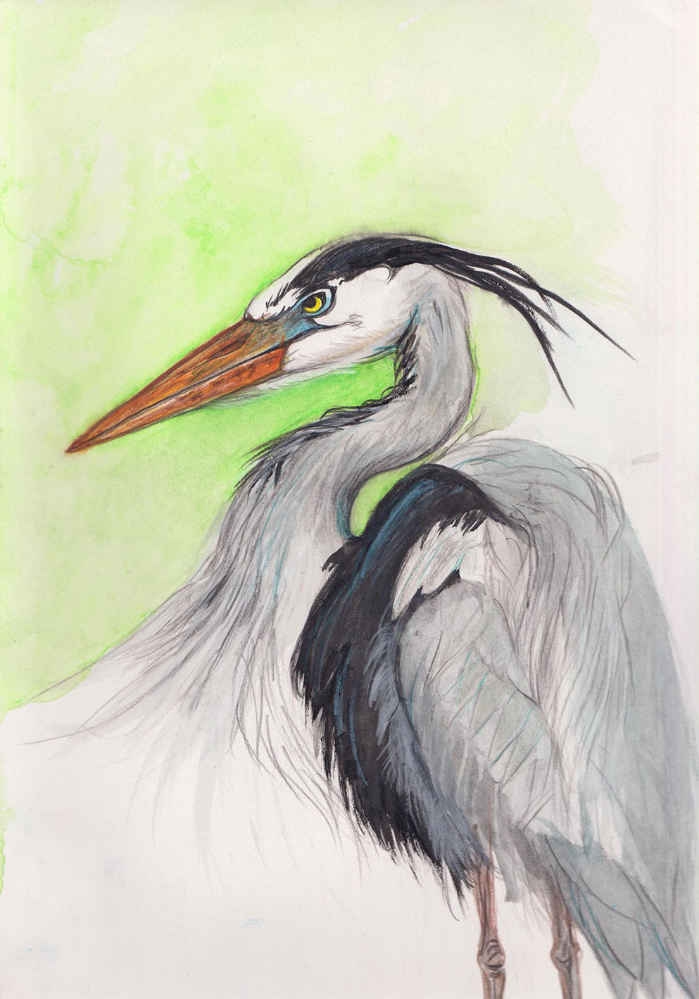 A vertical watercolour illustration of a heron features a bird with light grey, black and blue highlighted feathers facing the left of the screen. It is set against a light green background.