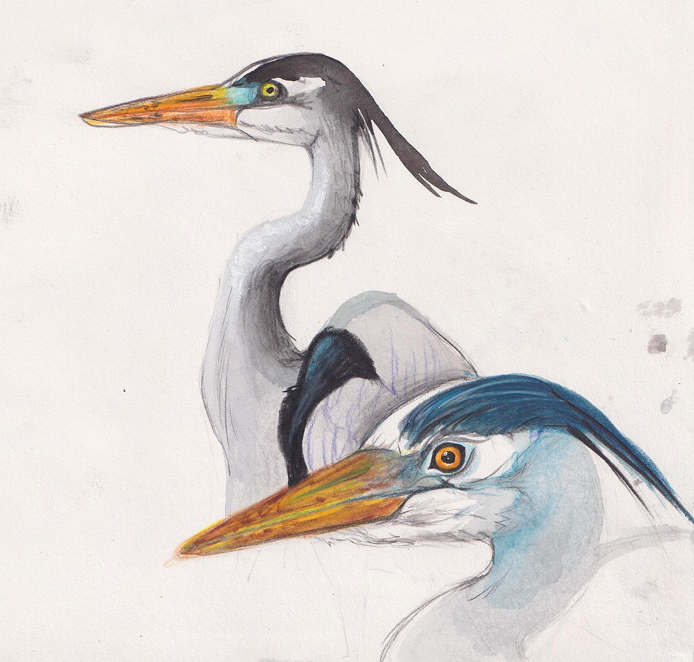 An illustration of two herons from the chest up, facing left. The one in the background is grey and white, and the one in the front is blue and white. They are set against a white background.