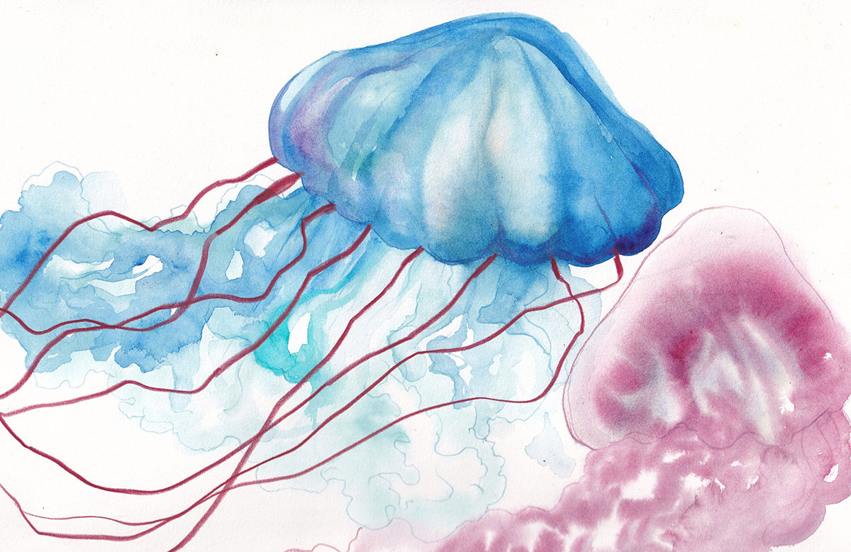 A watercolour illustration of a large blue jellyfish and a smaller pink companion against a white background.