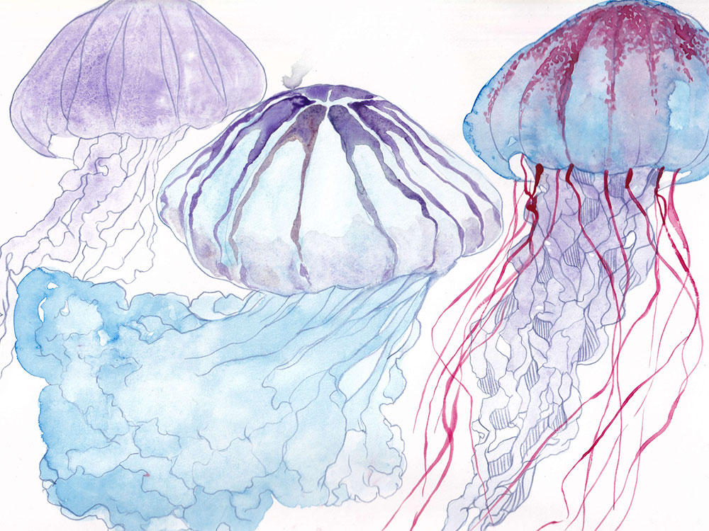 A watercolour illustration of three purple, pink and blue jellyfish against a blue background.