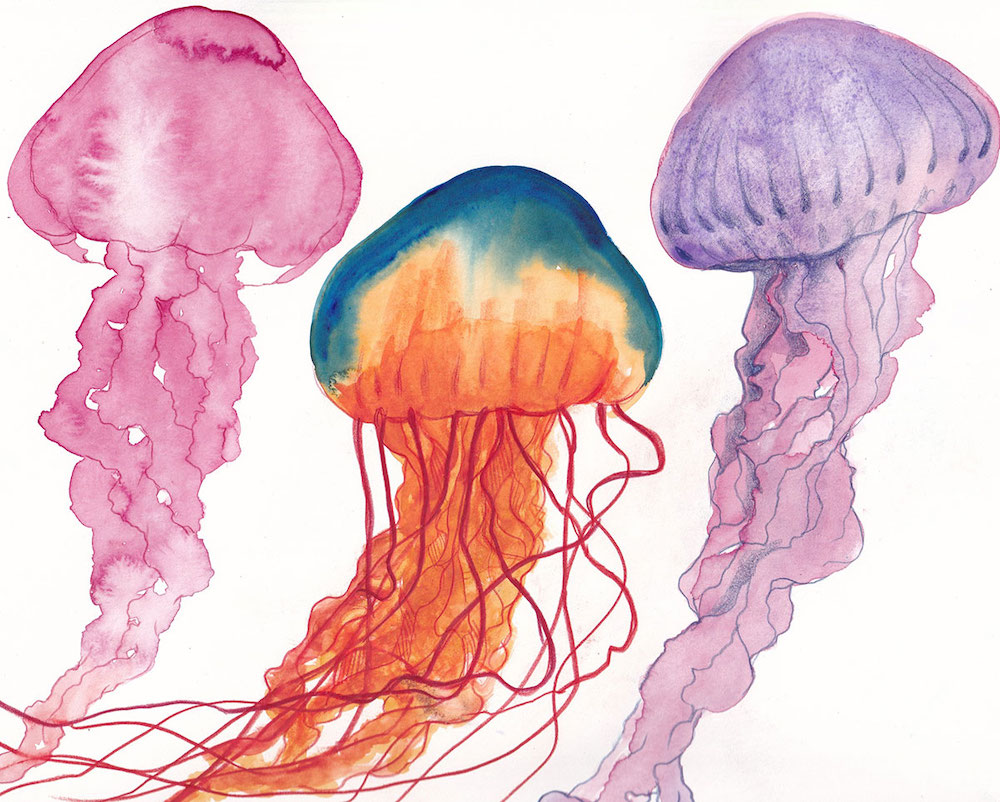 Watercolour illustrations of, from left, a magenta jellyfish, a rainbow jellyfish and a purple jellyfish against a white background.