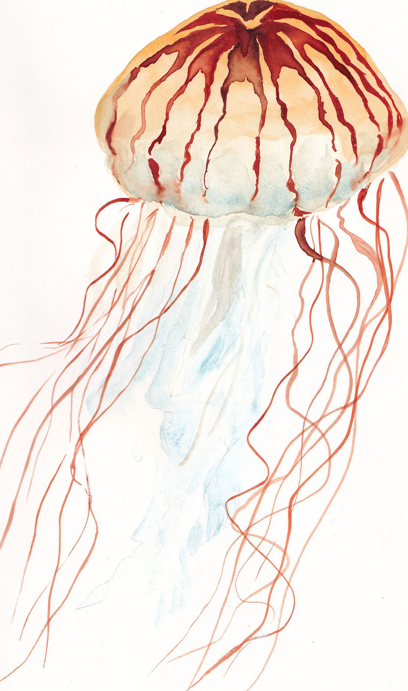 A watercolour illustration of a jellyfish with brown and gold tones against a white background.
