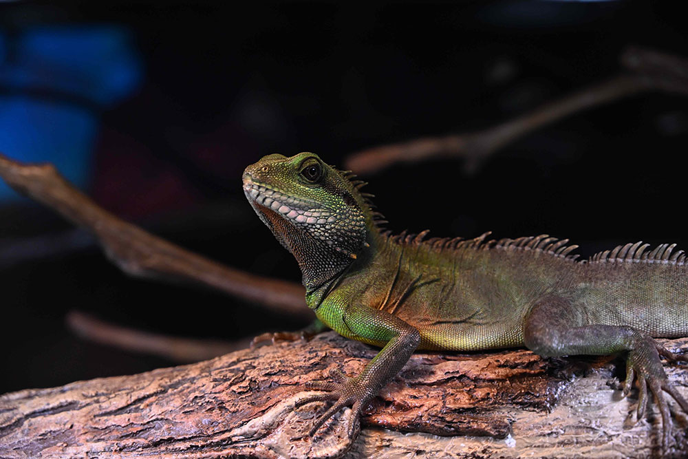 A scaly green lizard stands on a piece of bark-covered wood.