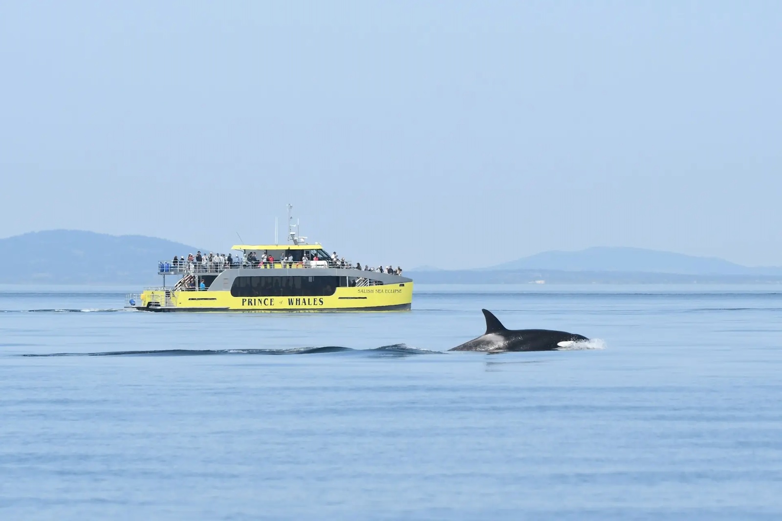 An orca swims in front of a yellow Prince of Whales boat.
