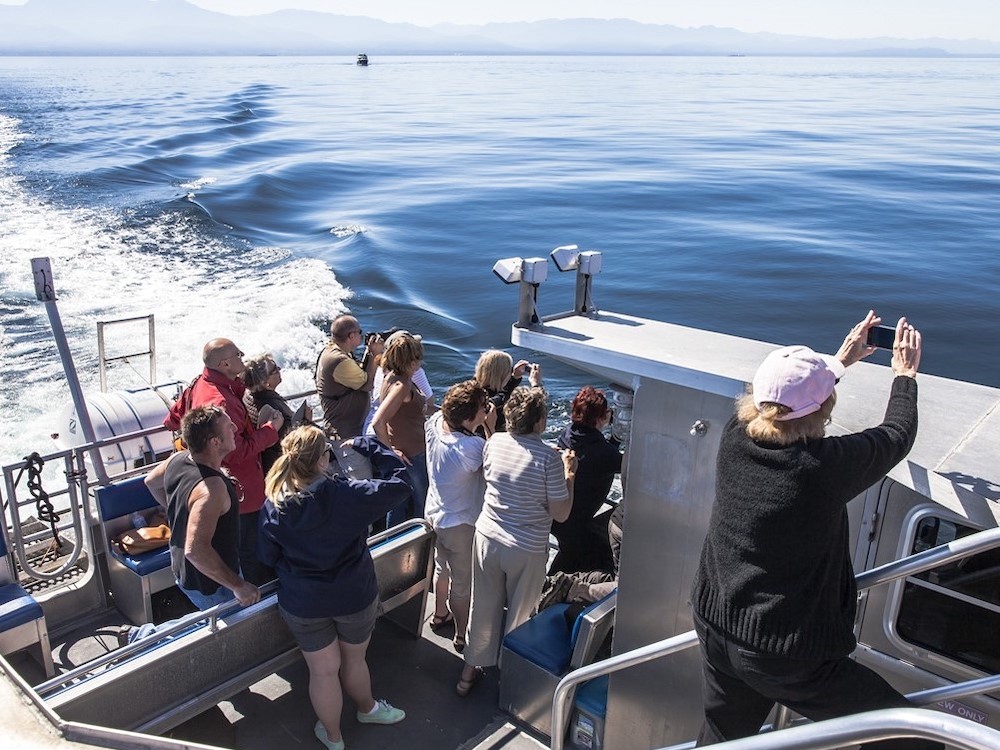 People are gathered on a metal whale-watching boat, looking out towards the ocean.