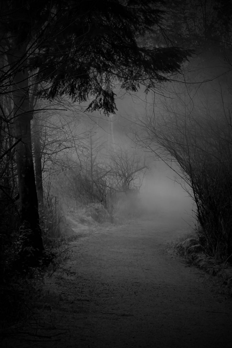 A dark-toned black and white photo of a forested park trail bending in the mist.
