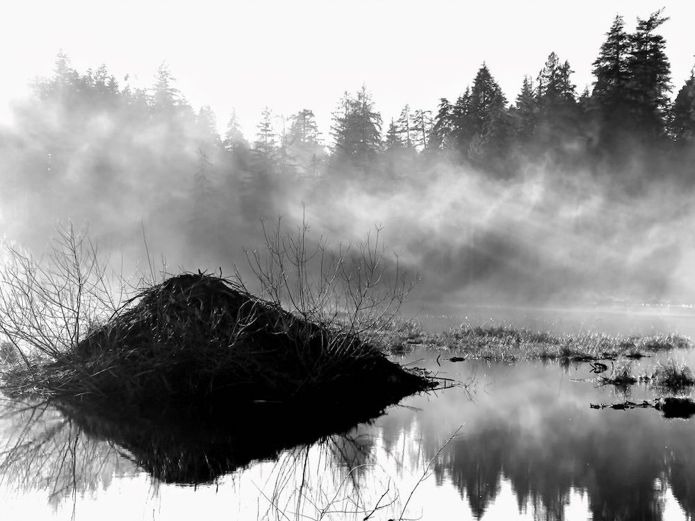 A black and white photo of a beaver lodge in a pond backed by large evergreens. Sunbeams shine through mist all around.