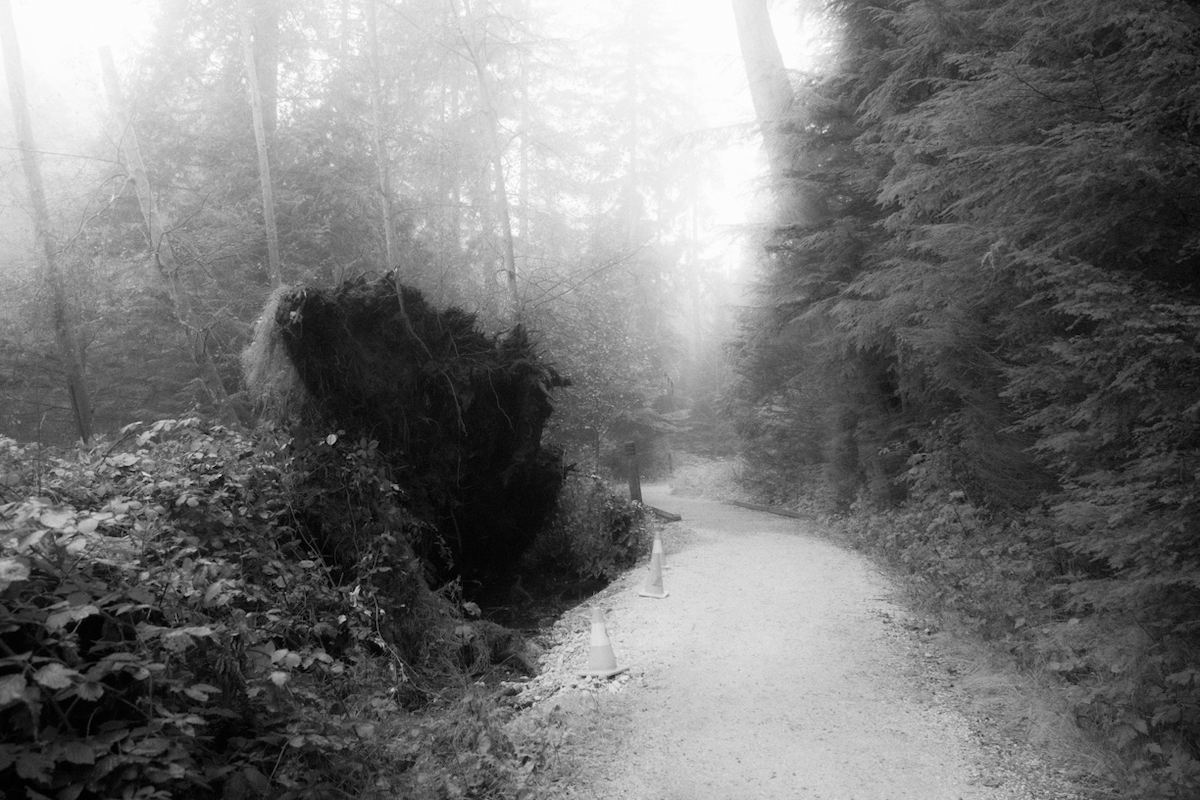 A black and white photo showing a park trail with trees on the right side and the exposed roots of a fallen tree on the left.