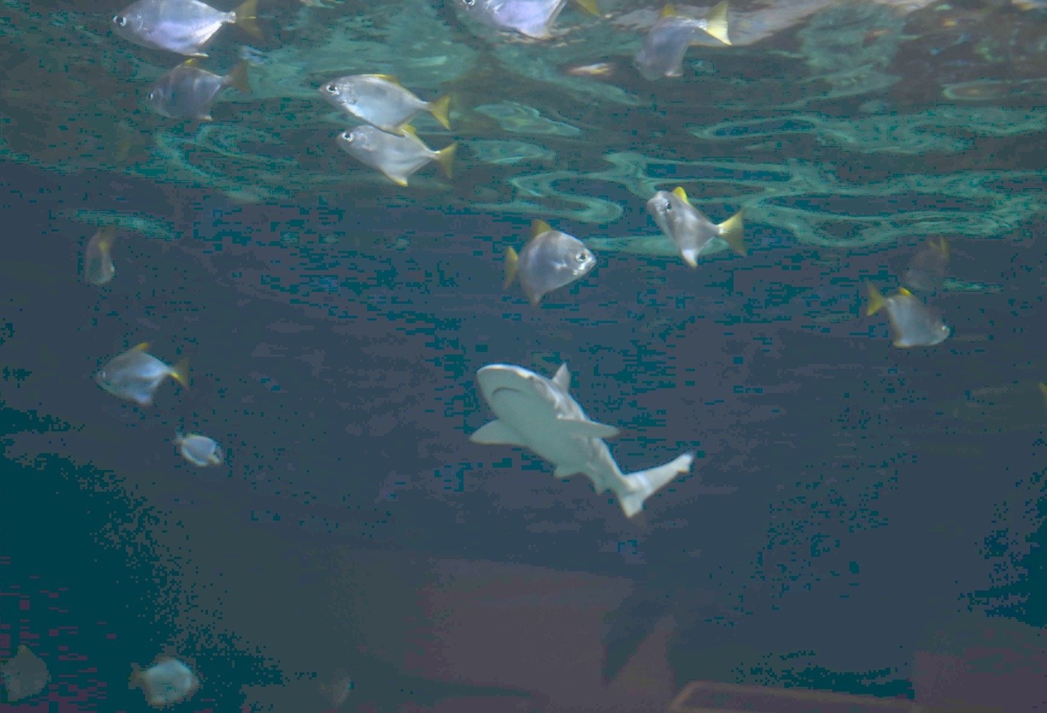A small shark swims among smaller fish in an aquarium tank against a dark background.