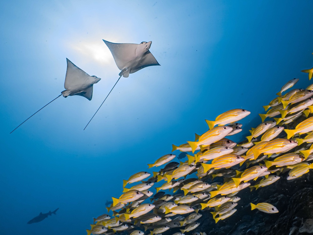 Two grey stingrays swim in blue water with the sun in the background. A large school of small yellow fish are clustered together swimming to the right of the frame.