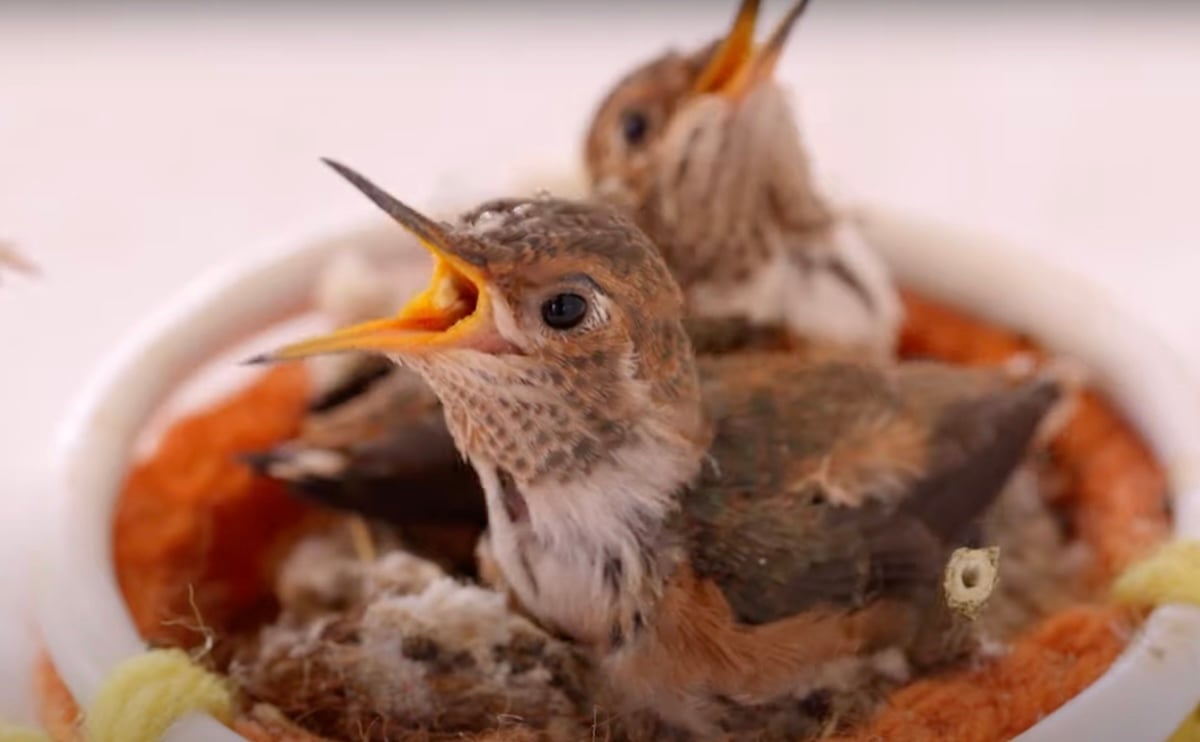 Let Hummingbirds Restore Your Faith in Human Goodness | The Tyee