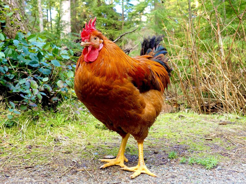 When a Rooster Ran Free in Stanley Park