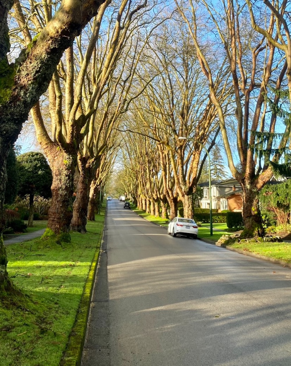 A tidy, tree-lined Vancouver street, following leaf-clearing work by local sanitation workers.