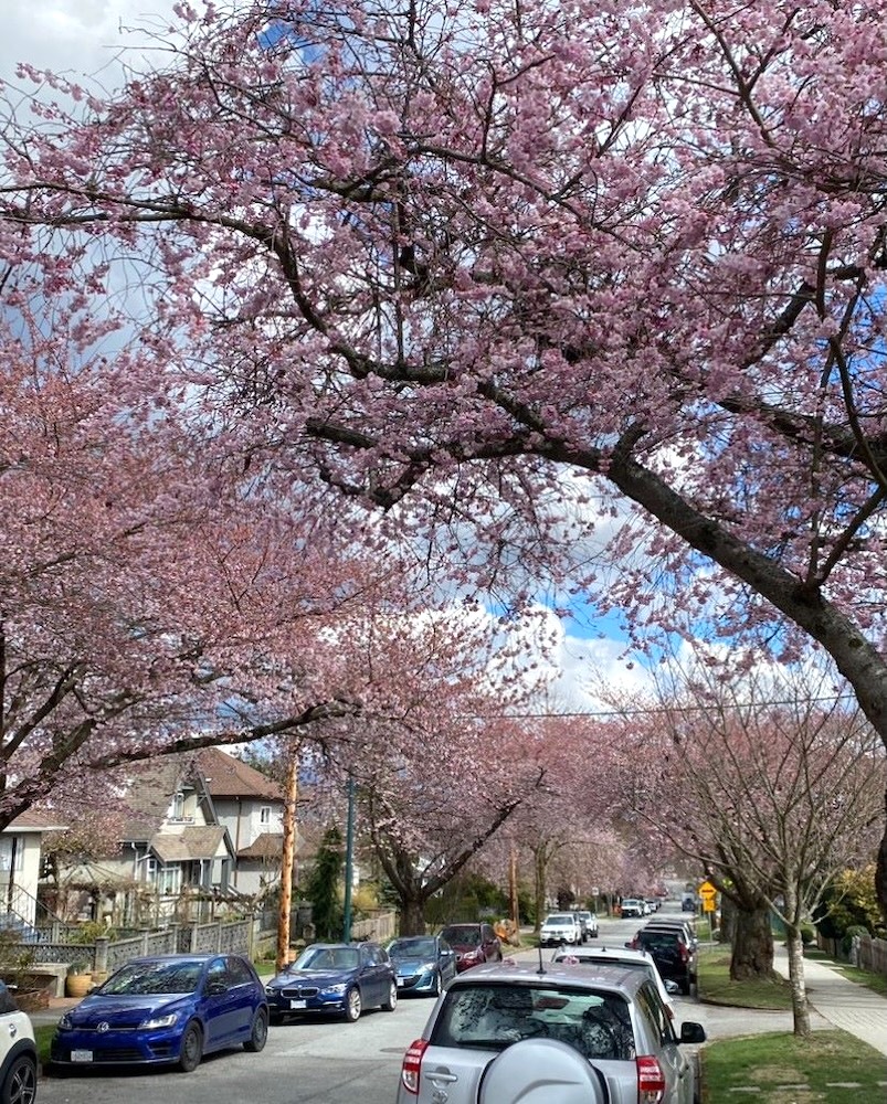 Pink-flowering cherry trees line a residential street.