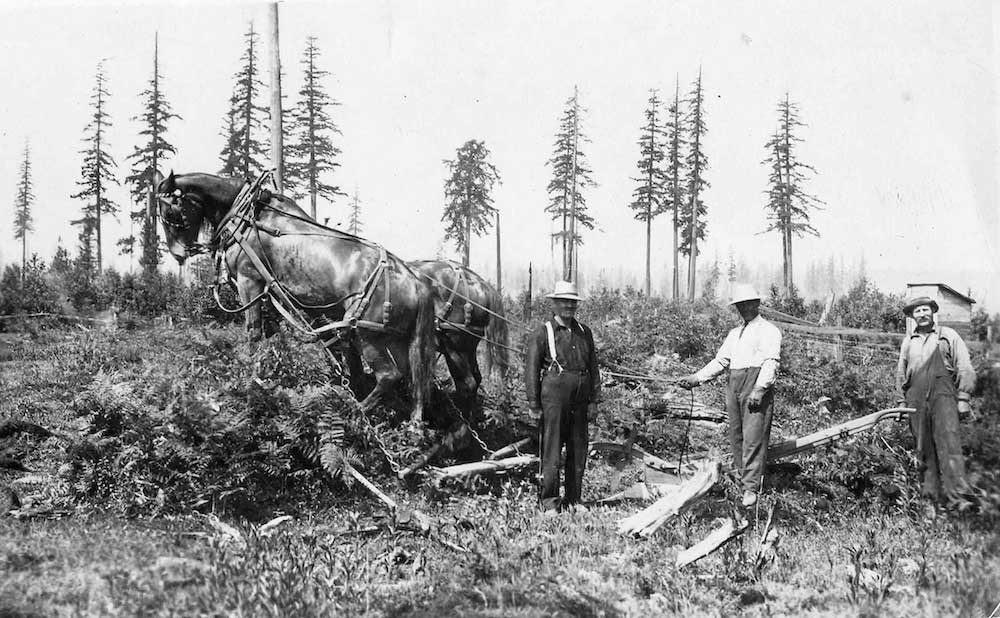 An archival photograph features three men standing in a forest clearing with a pair of workhorses to the left of the frame. Thin crops of coniferous trees stand in the background.