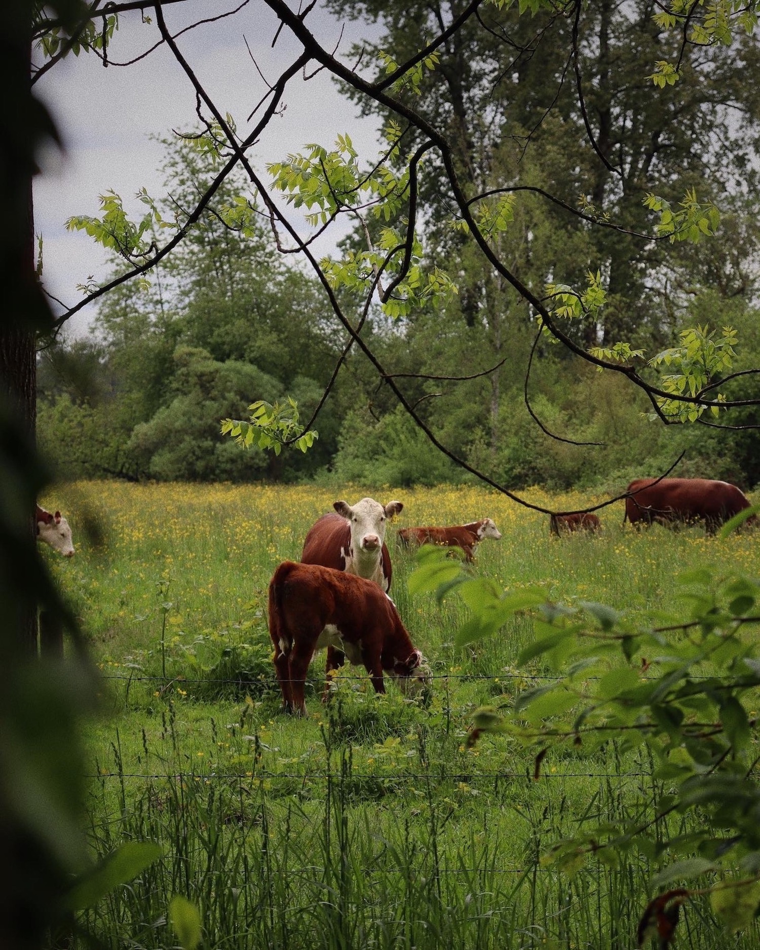 Brown and white Hereford cows graze in a lush green field surrounded by forest on an overcast day.