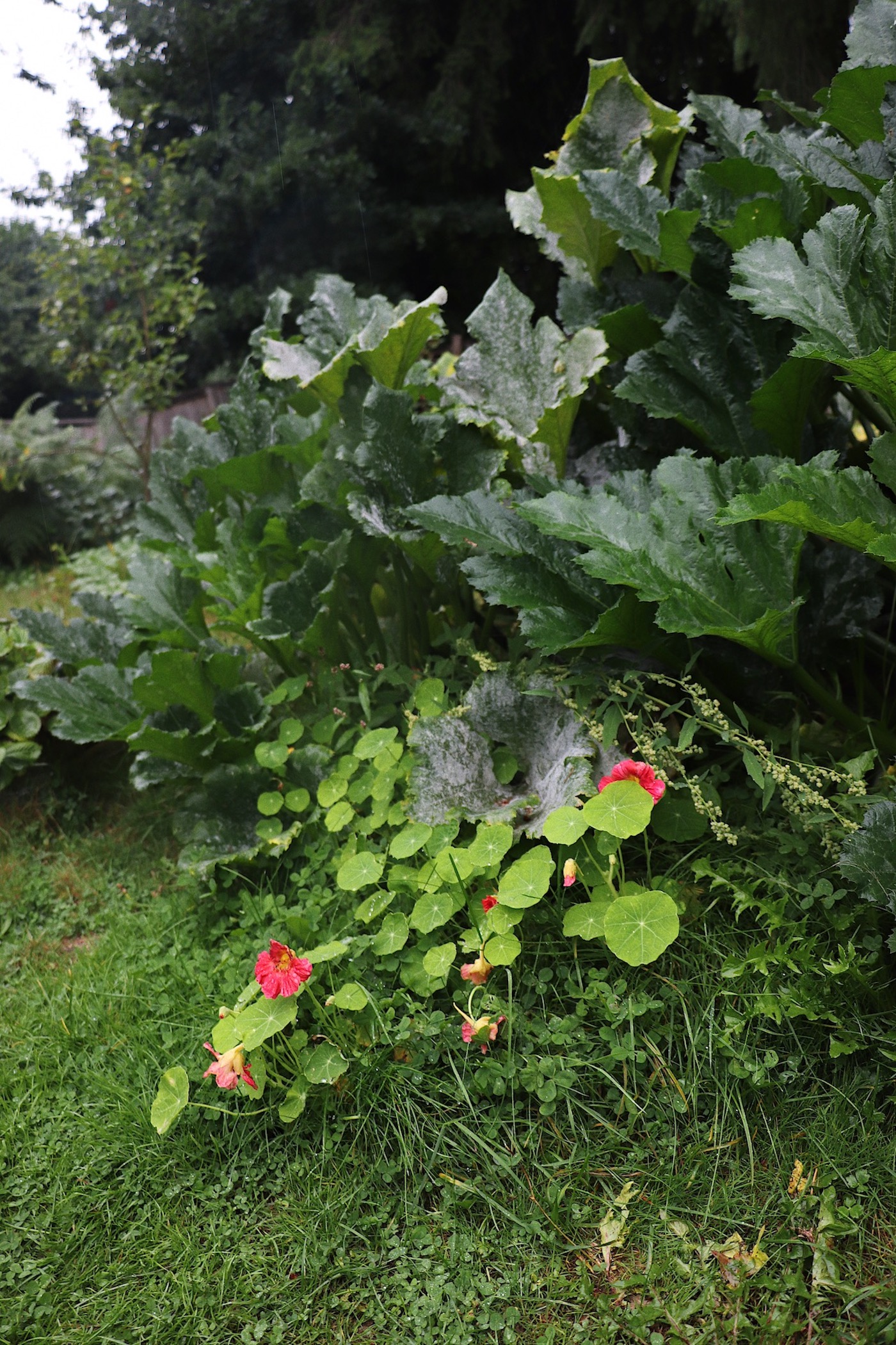 Large, dark green zucchini leaves surrounded the lighter green, more delicate and round leaves of raspberry coloured nasturtium flowers in a residential garden on a grey day.