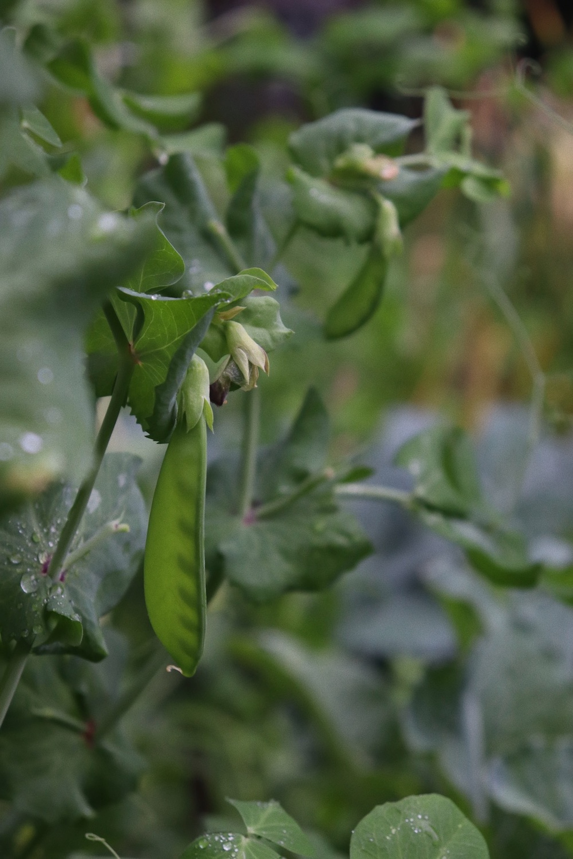 A vertical photograph of green snap peas on dewy plants on an overcast day.