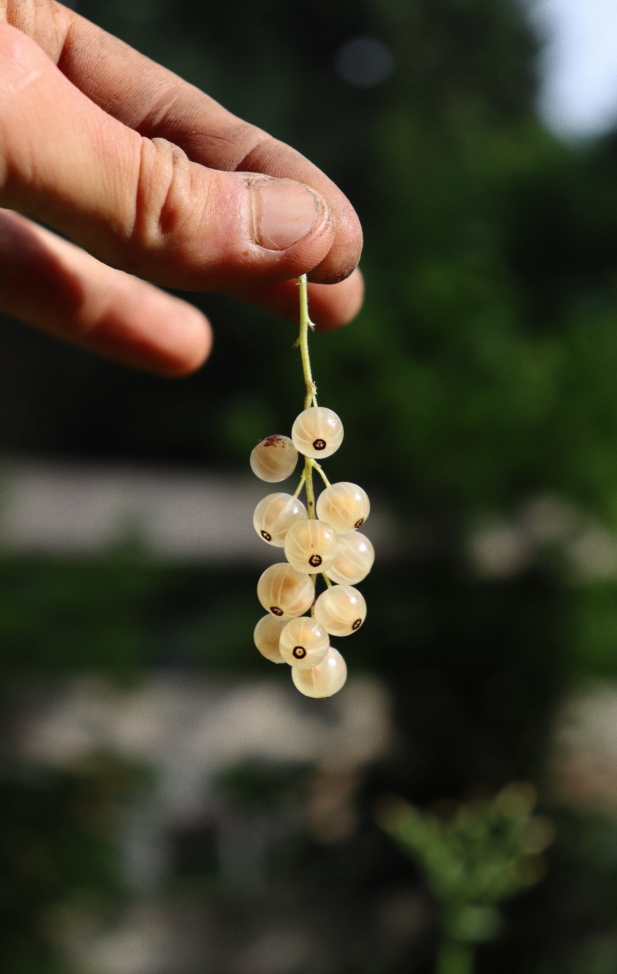A hand holds a small vine of round white currants in outdoor sunlight.