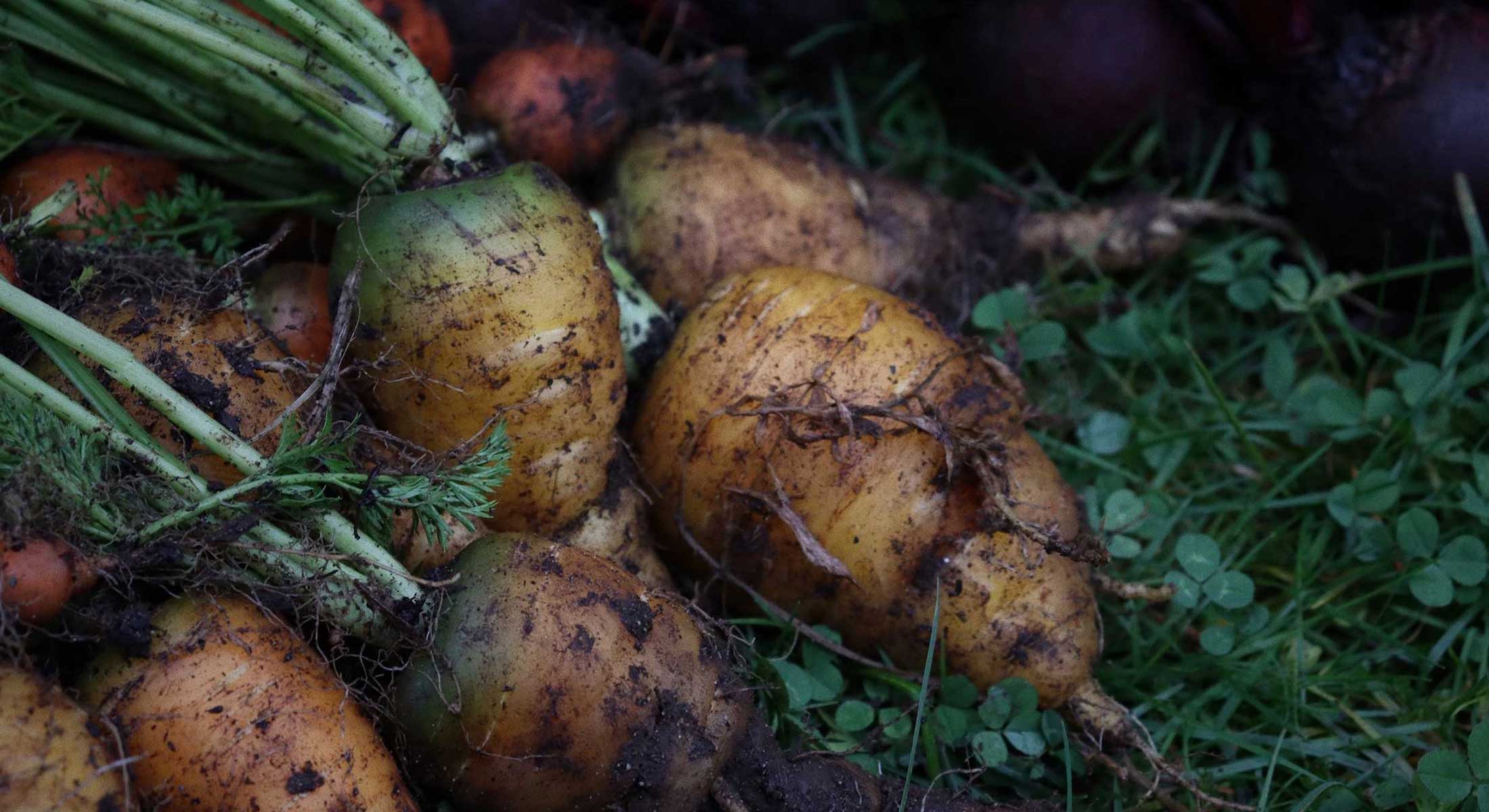 A bunch of recently harvested carrots lie together in the grass and clover. In the background or dark purple beets.