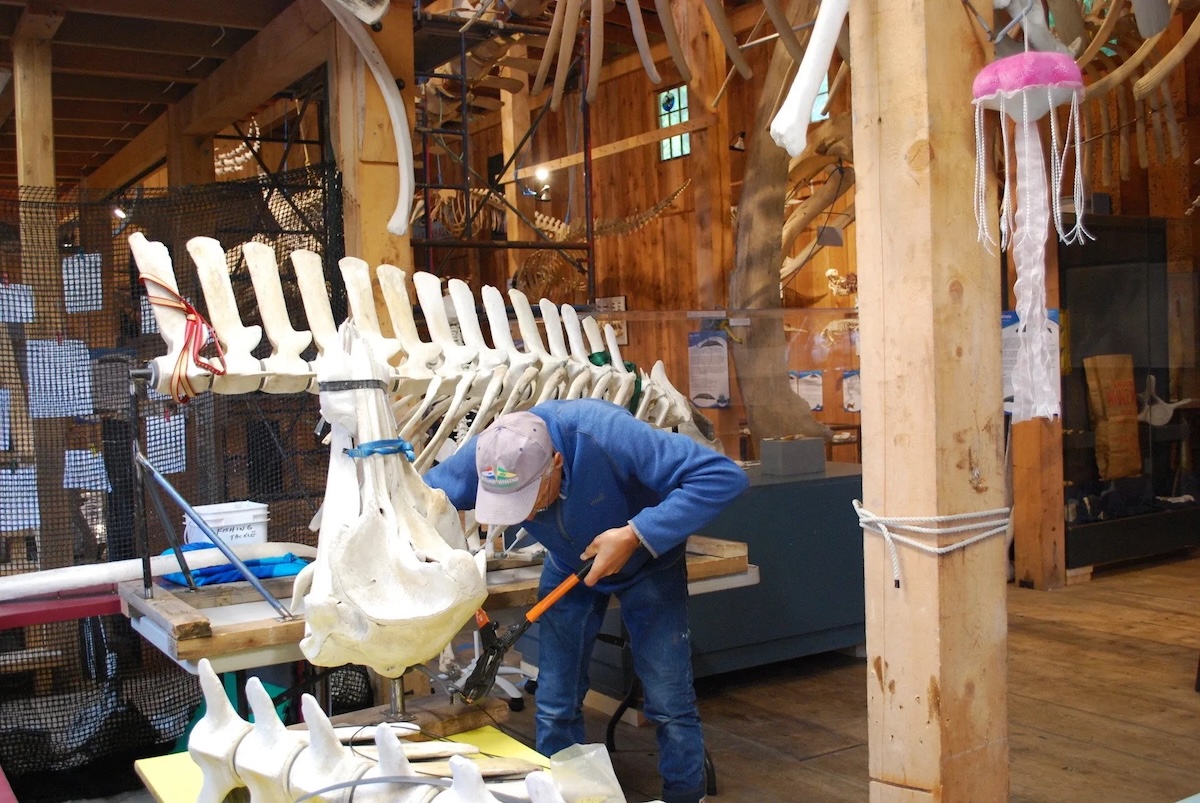 A man wearing blue coveralls and a ball cap works on the reconstruction of a Cuvier&rsquo;s beaked whale skeleton at the Whale Interpretive Centre.
