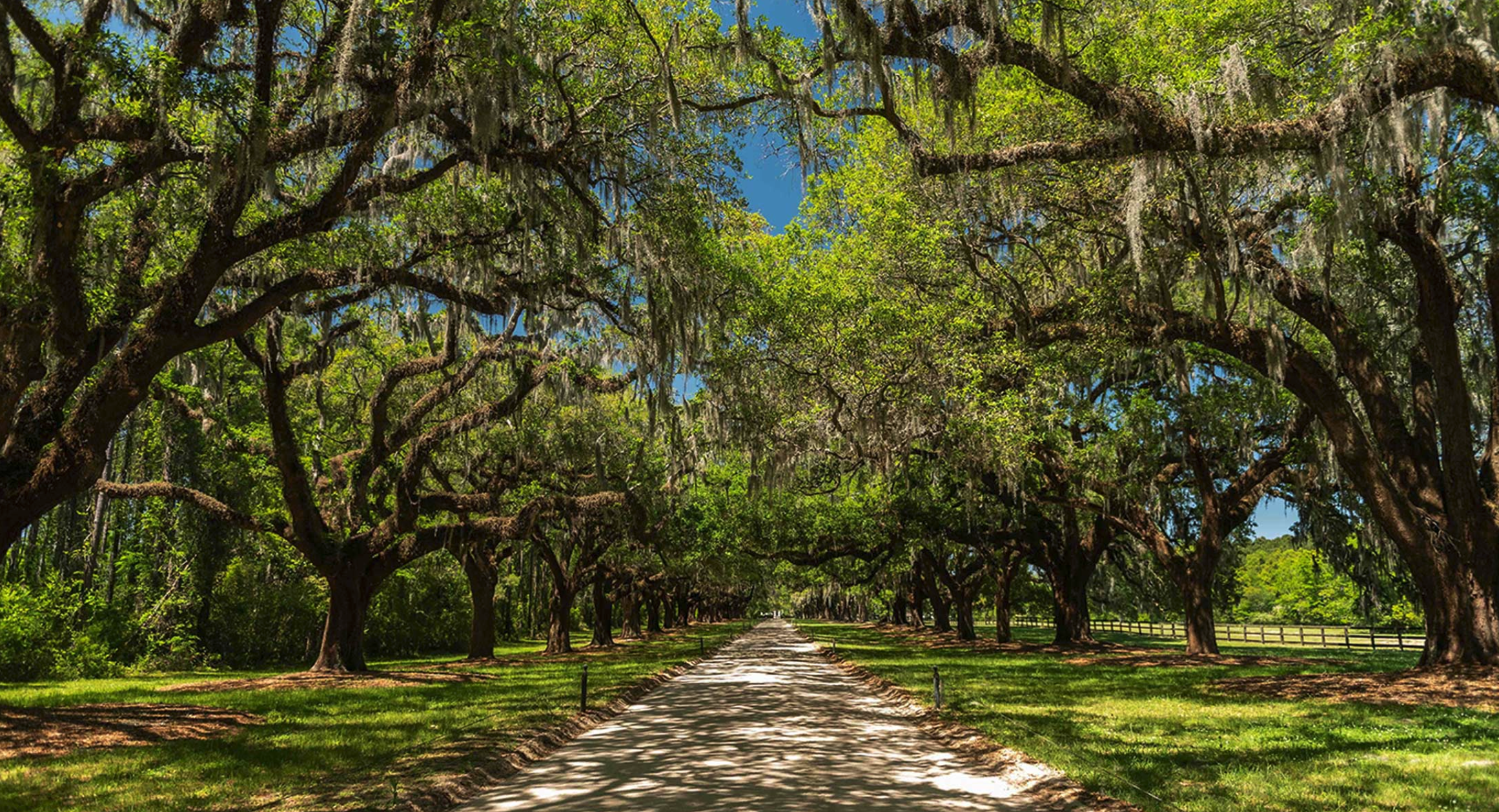 An empty avenue is flanked by tall oak trees with green leaves and curved branches on a bright, sunny day. 