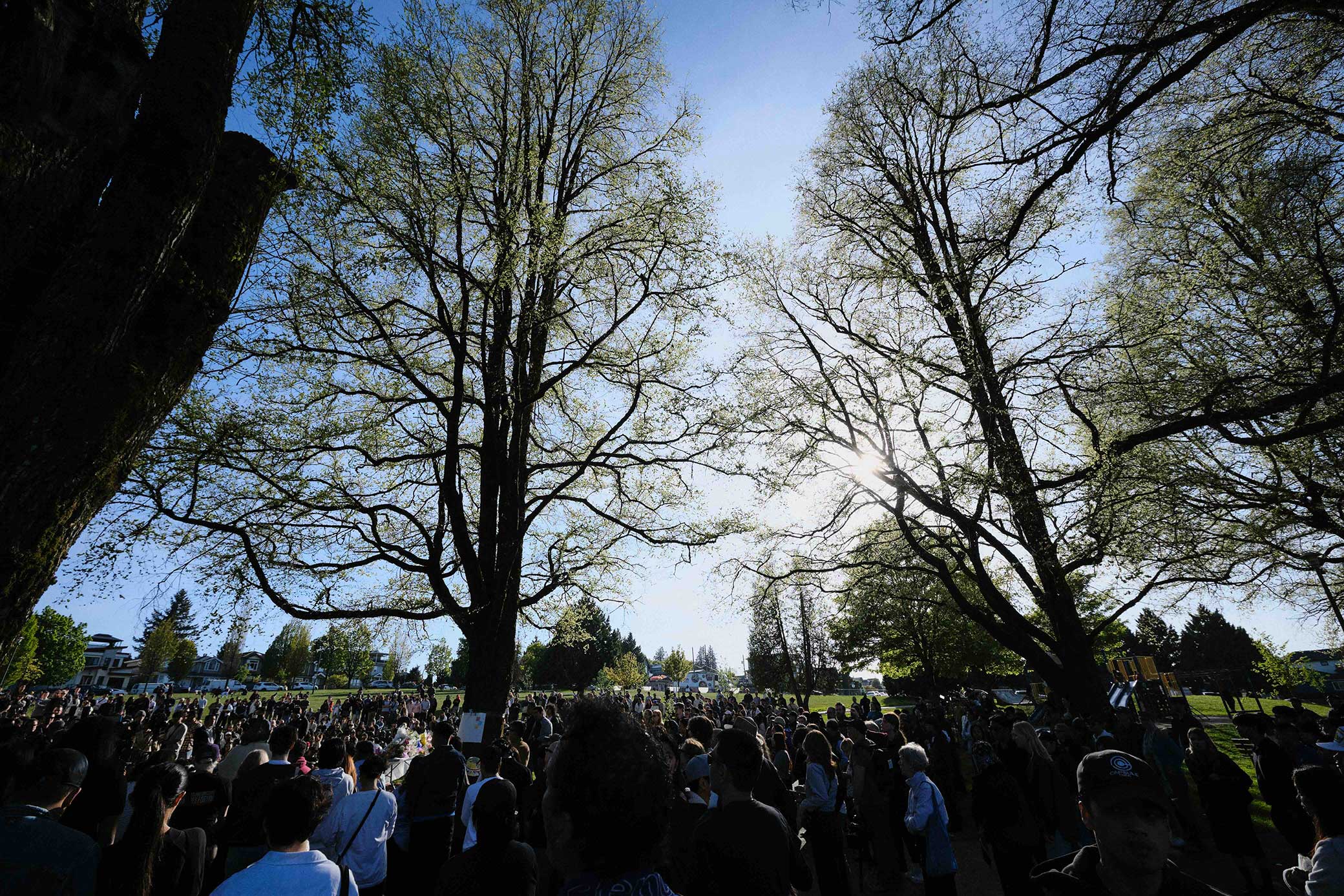 The silhouettes of tall deciduous trees stand against a clear blue sky. On the grass field below is a large crowd of people. Their backs are turned away from their camera.