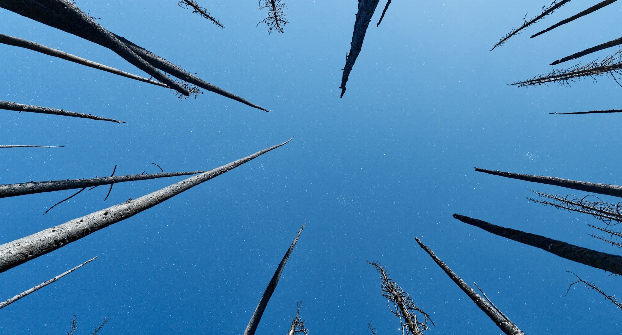 A circular stand of bare trees is shot from below, looking upwards to the blue sky.