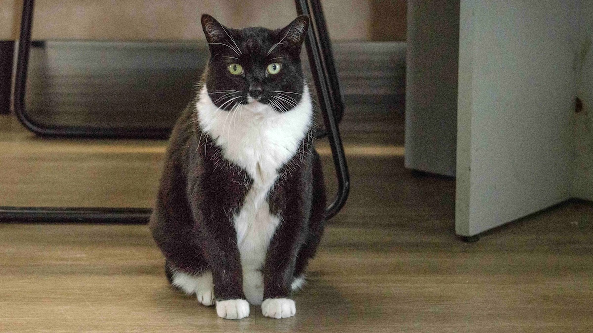 A black and white cat sits on a linoleum floor.