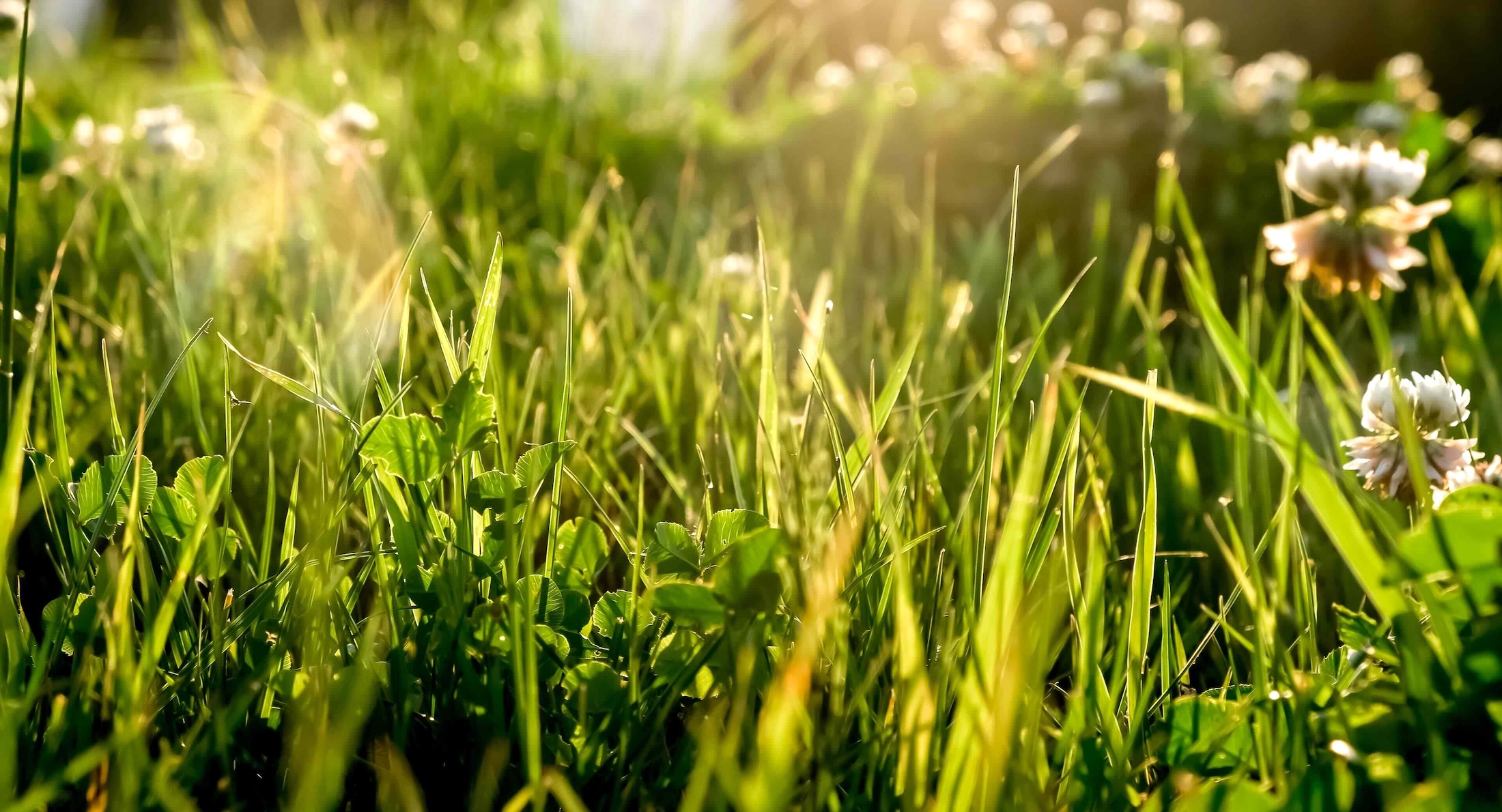 A close-up photograph of grass in dewy morning light. Small white clover flowers stand to the right of the frame.