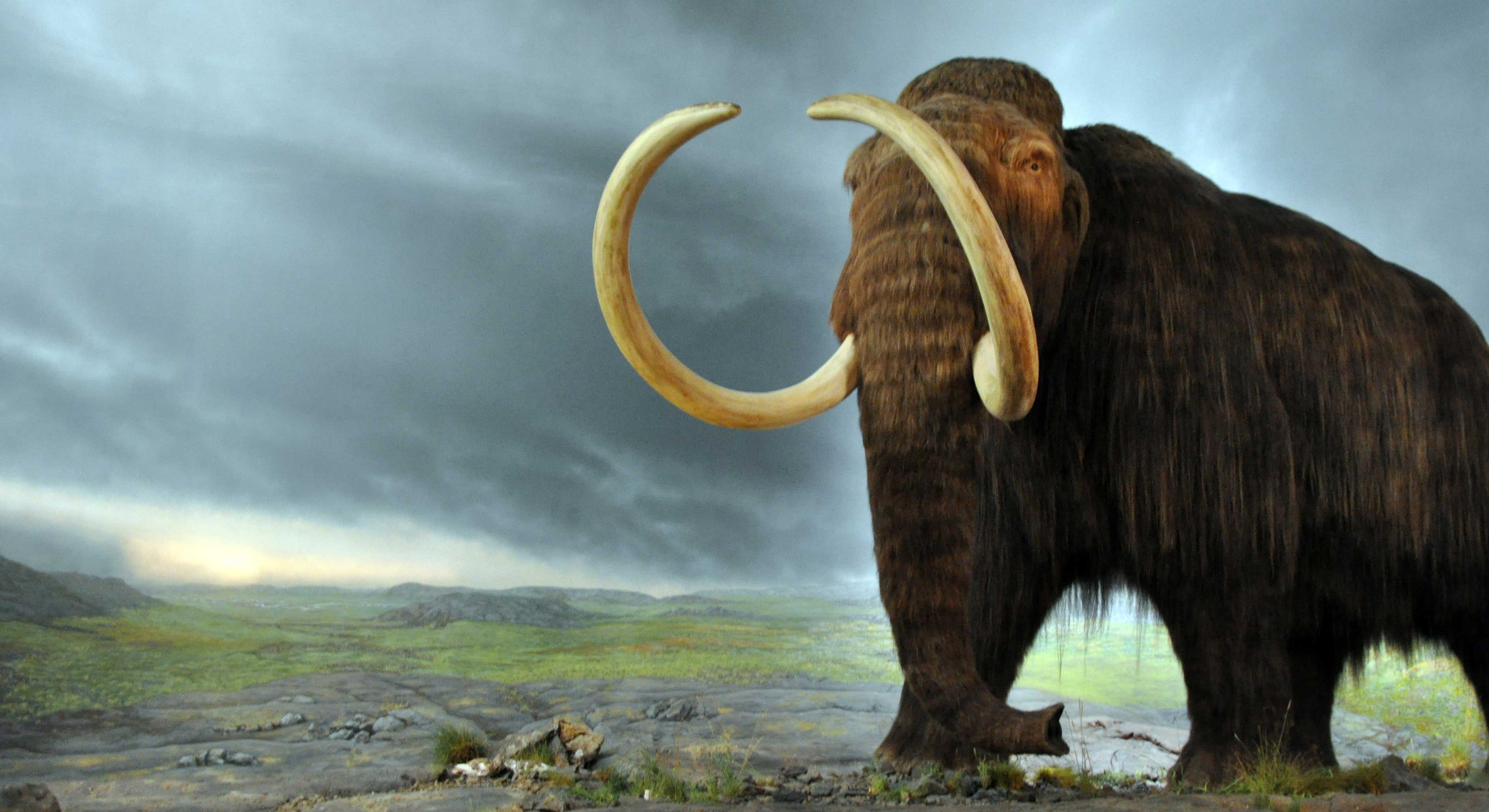 A rendering of an elephant-like creature with fur and huge curved tusks.