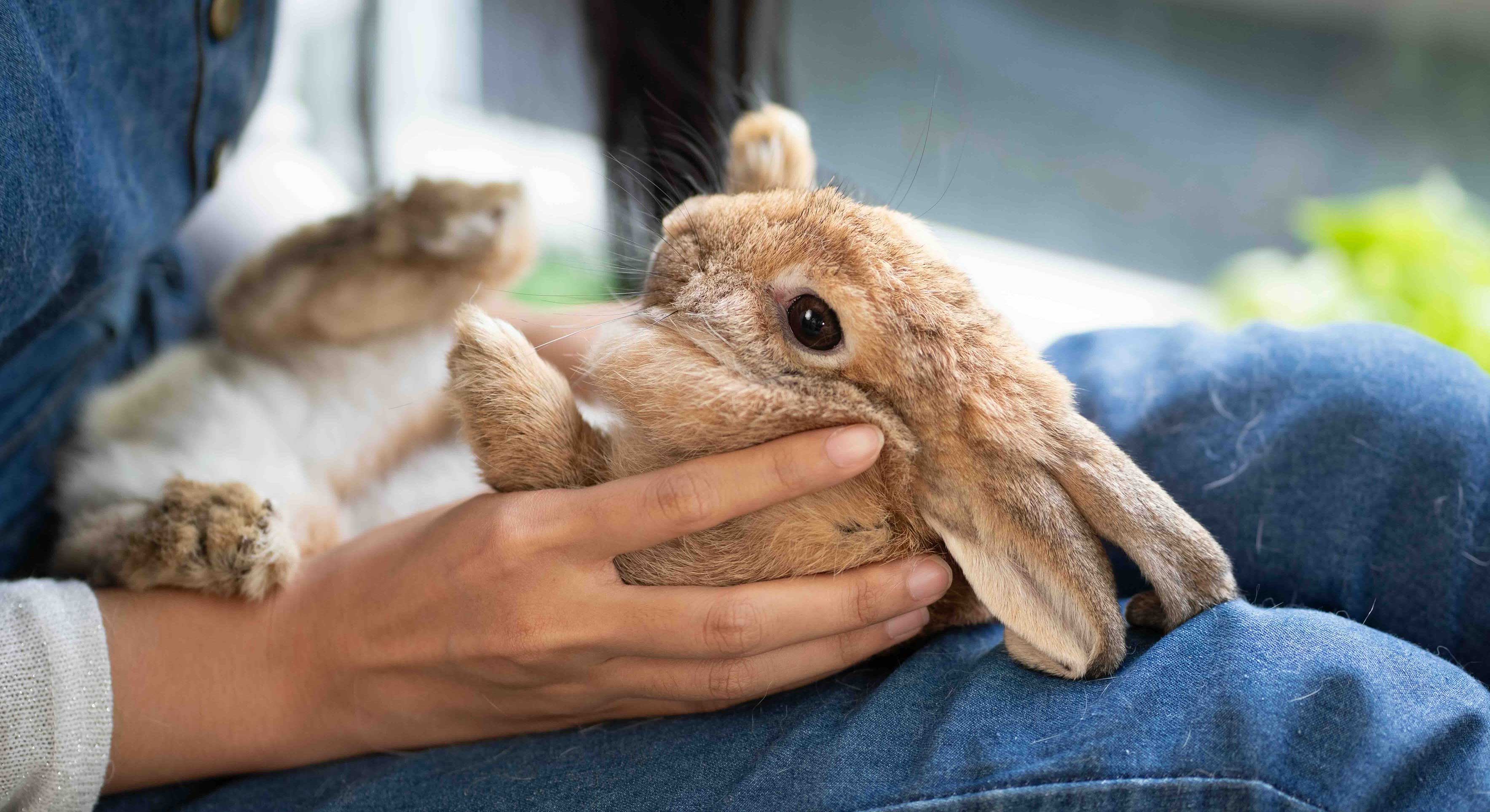 A woman whose face we can&rsquo;t see holds a light brown bunny, belly-up, in her lap. She is wearing blue jeans and a white top.