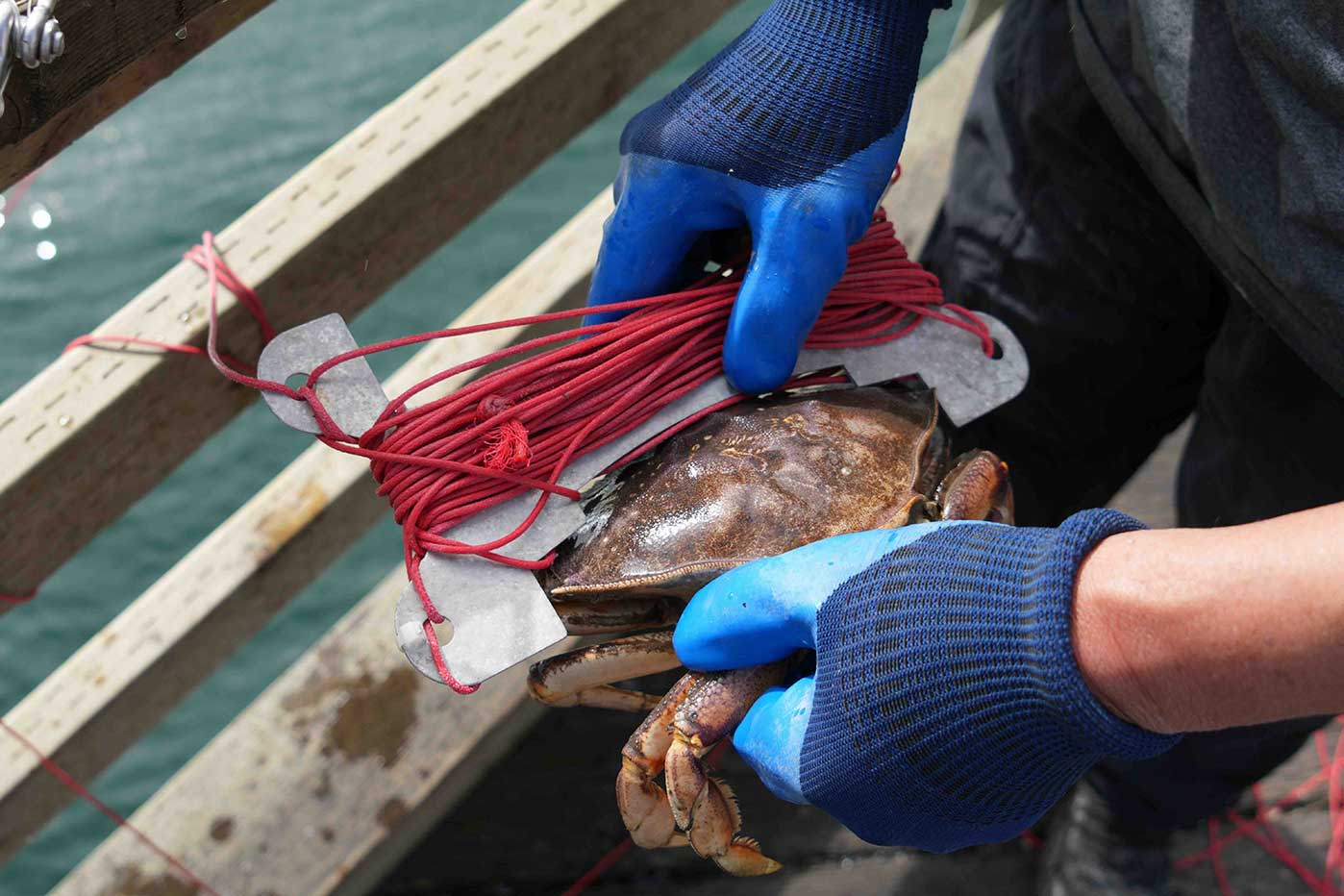 Two hands wearing blue work gloves hold a brown crab against a tangle of red cords wound around a steel measuring instrument. In the background are the wooden rails of a pier by the water.