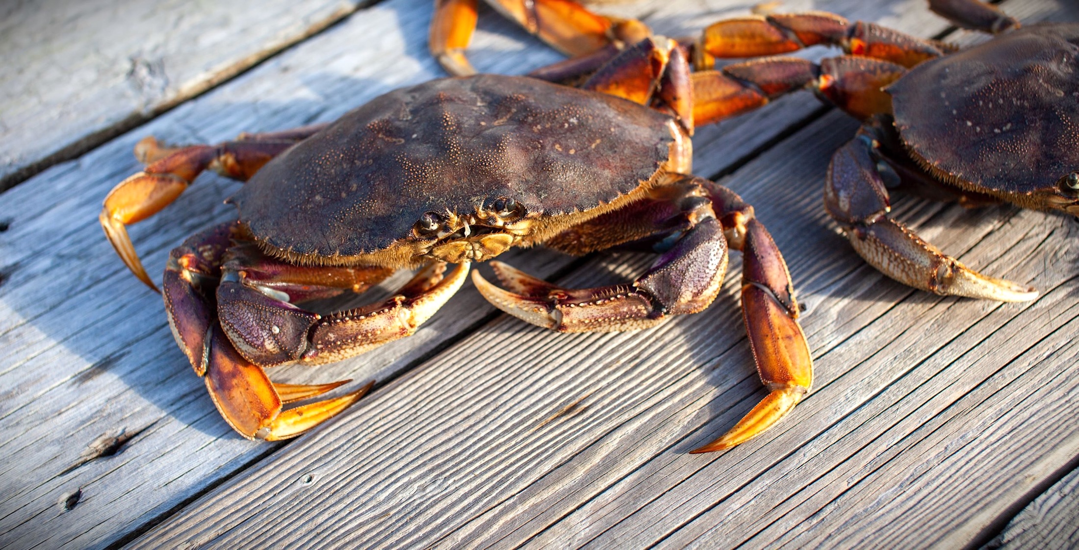 A reddish-brown Dungeness crab.