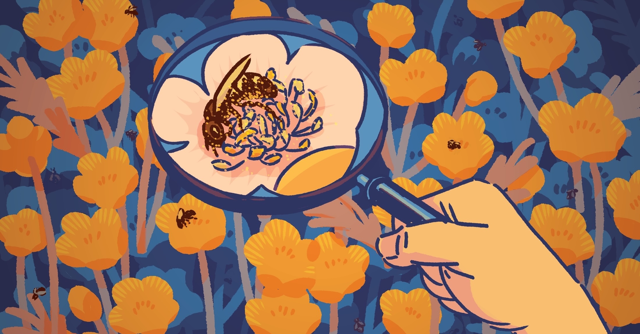 A colourful digital illustration features a bee resting in buttercups under a magnifying glass held by an unseen person&rsquo;s hand. The flowers are orange against a blue background.