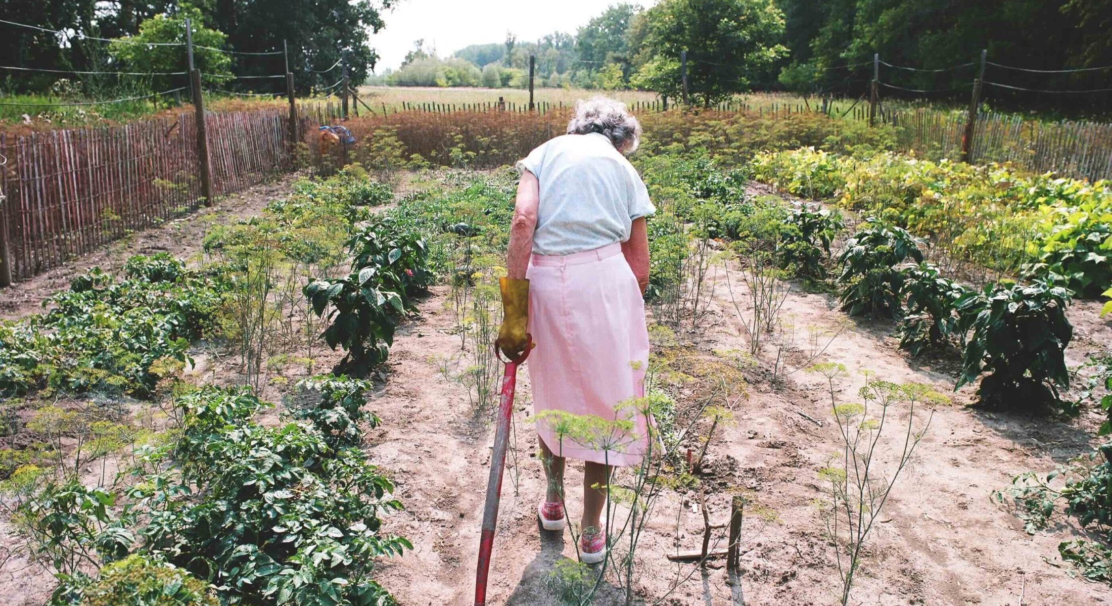 Agatha Bock&rsquo;s back is turned to the camera. She is an elderly woman with short curly grey hair. She is wearing a light-coloured short-sleeved shirt and a pink skirt. She is walking through a vegetable gardening, trailing a pitchfork on her left in the ground.