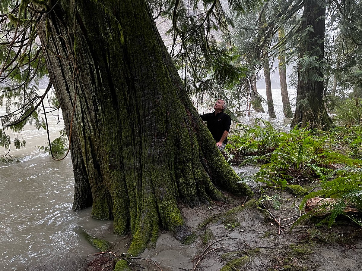 The writer, a fair-skinned man with close-cropped grey hair, gazes up a very, very large tree. 