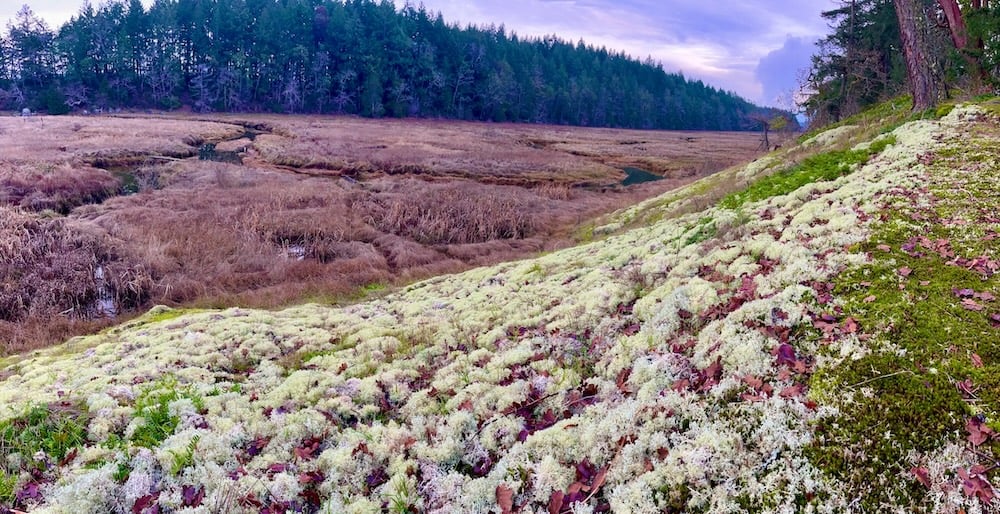 The edge of the Chemainus estuary is a marshland blanked by forest land and banks of moss and lichen.