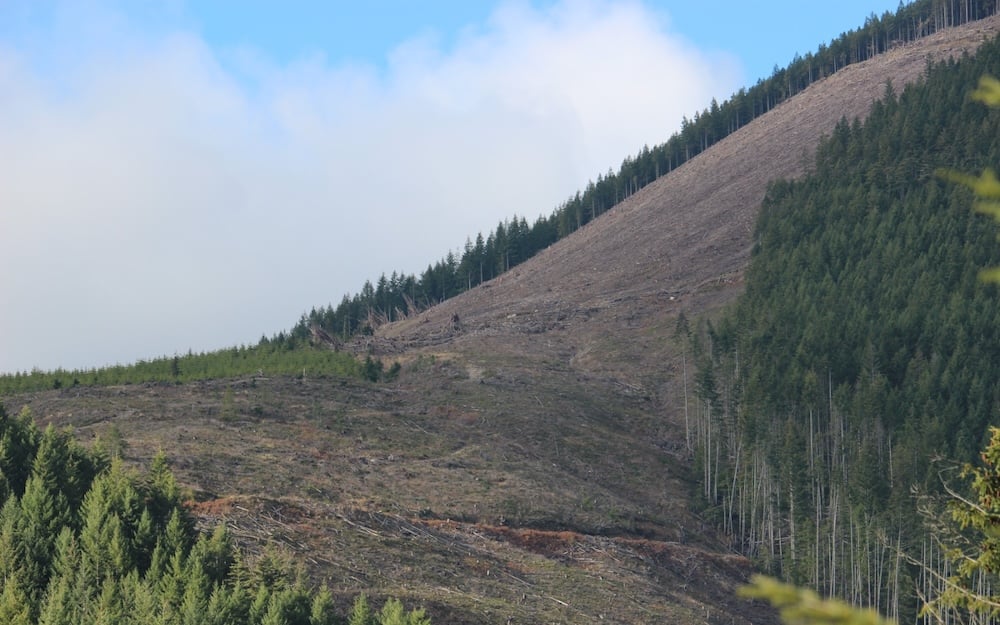 A large clearcut on a towering mountainside.