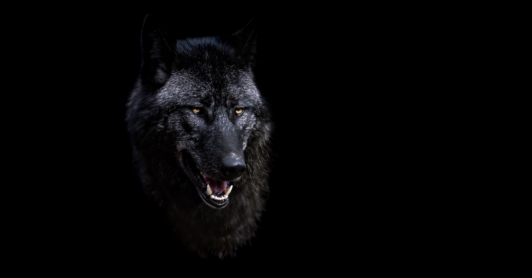 A portrait of the face and upper chest of a black wolf with yellow eyes against a black background. The wolf&rsquo;s mouth is open, revealing its sharp white bottom teeth.