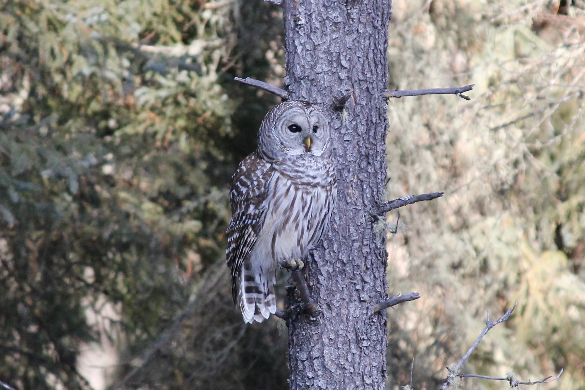 A grey barred owl perches on the branch of a narrow tree. Behind it in soft focus are the branches of nearby coniferous trees.