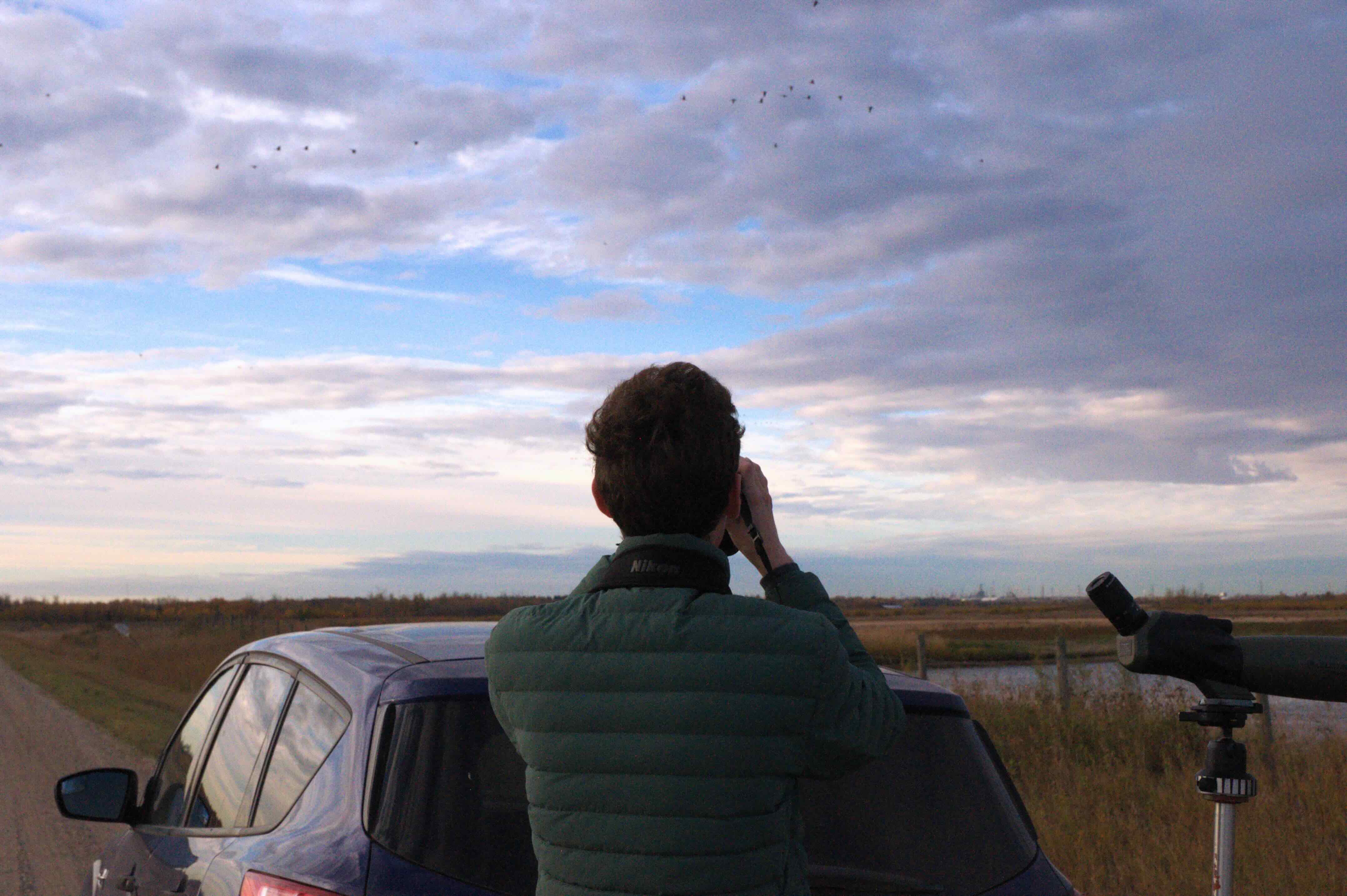 David Grinevitch is standing with his back turned to the camera, looking through binoculars at birds migrating above a pond and across the sky. He is wearing a green puffer jacket and has short wavy brown hair. To his right is a telescope on a stand, and he is standing behind a small blue hatchback parked beside a road under a vast expanse of sky and wetlands.