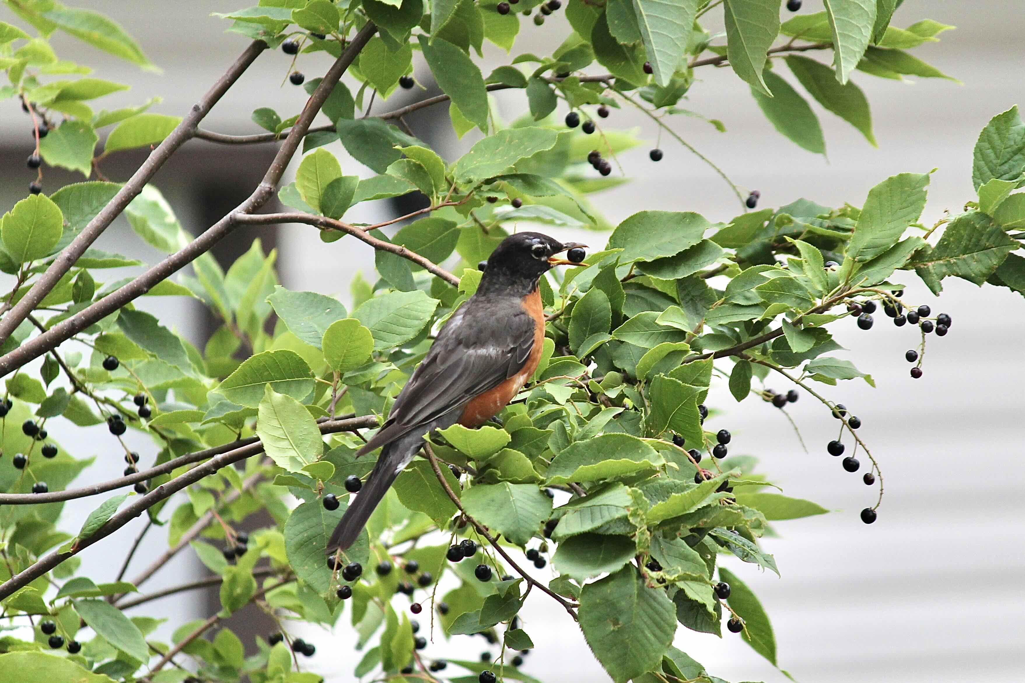 A bird with brown feathers and an orange belly perches on the narrow branches of a plant bearing green leaves and small round black berries. The bird holds one of the berries in its beak.
